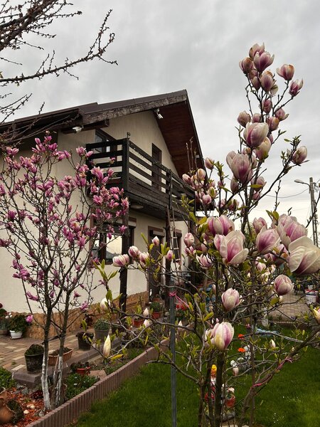 Mihailesti, Giurgiu.